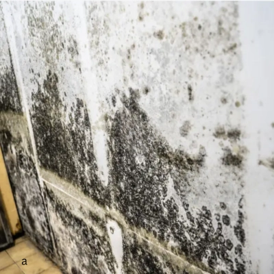 Stachybotrys (black mold) spores in Wilmington NC home
