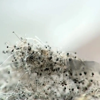 Mold spores affecting indoor air quality in Wilmington NC home