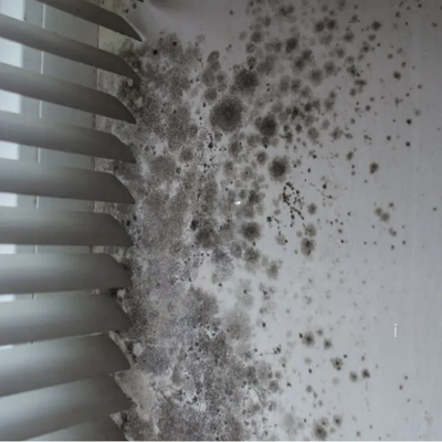 Cladosporium mold detected during air testing Wilmington NC