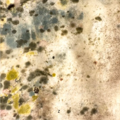 Aspergillus mold spores in Wilmington NC indoor air