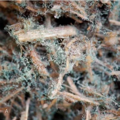 Penicillium-mold Penicillium mold found in indoor air Wilmington NC